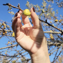 wild apple harvesting