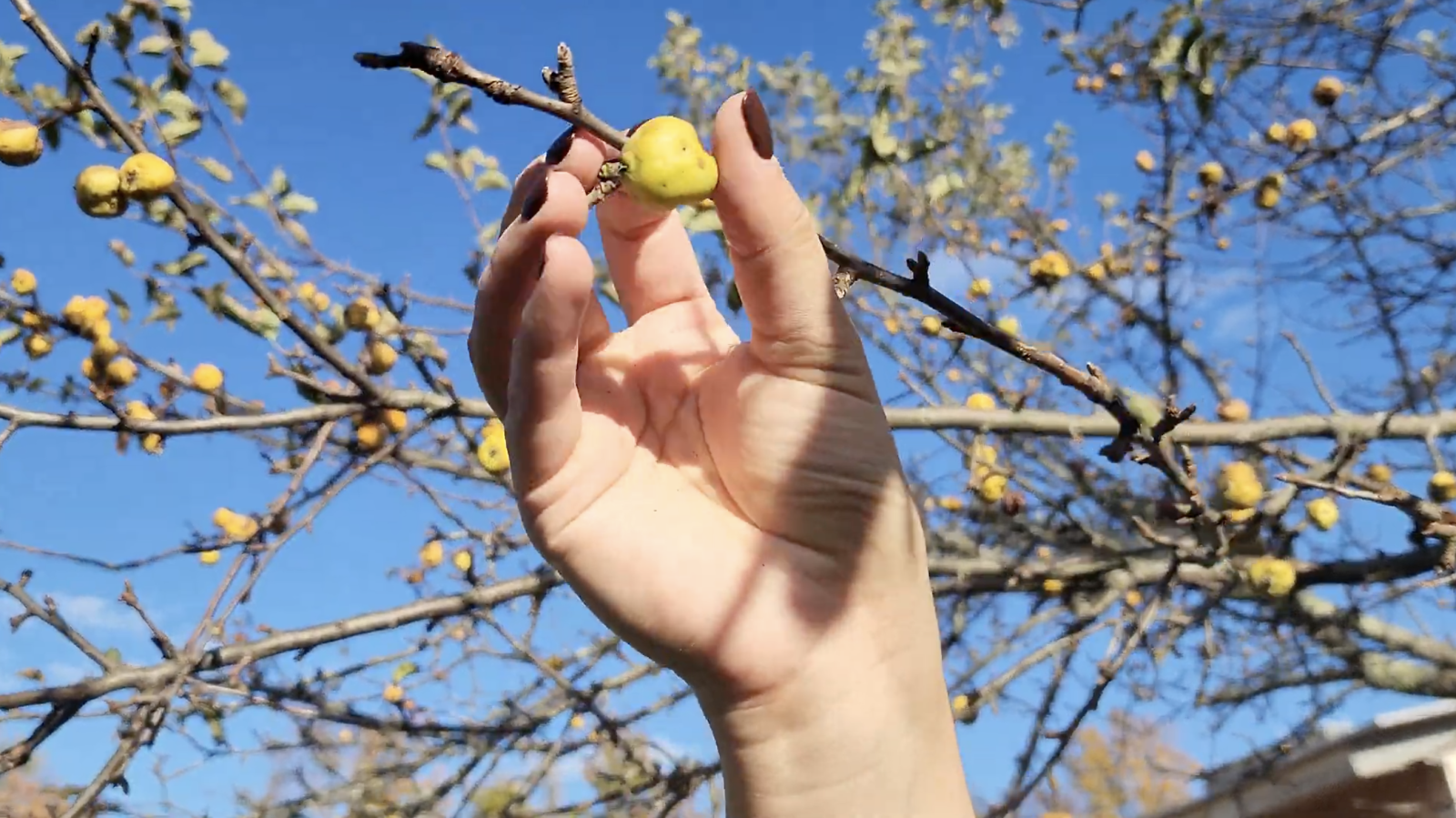 wild apple harvesting