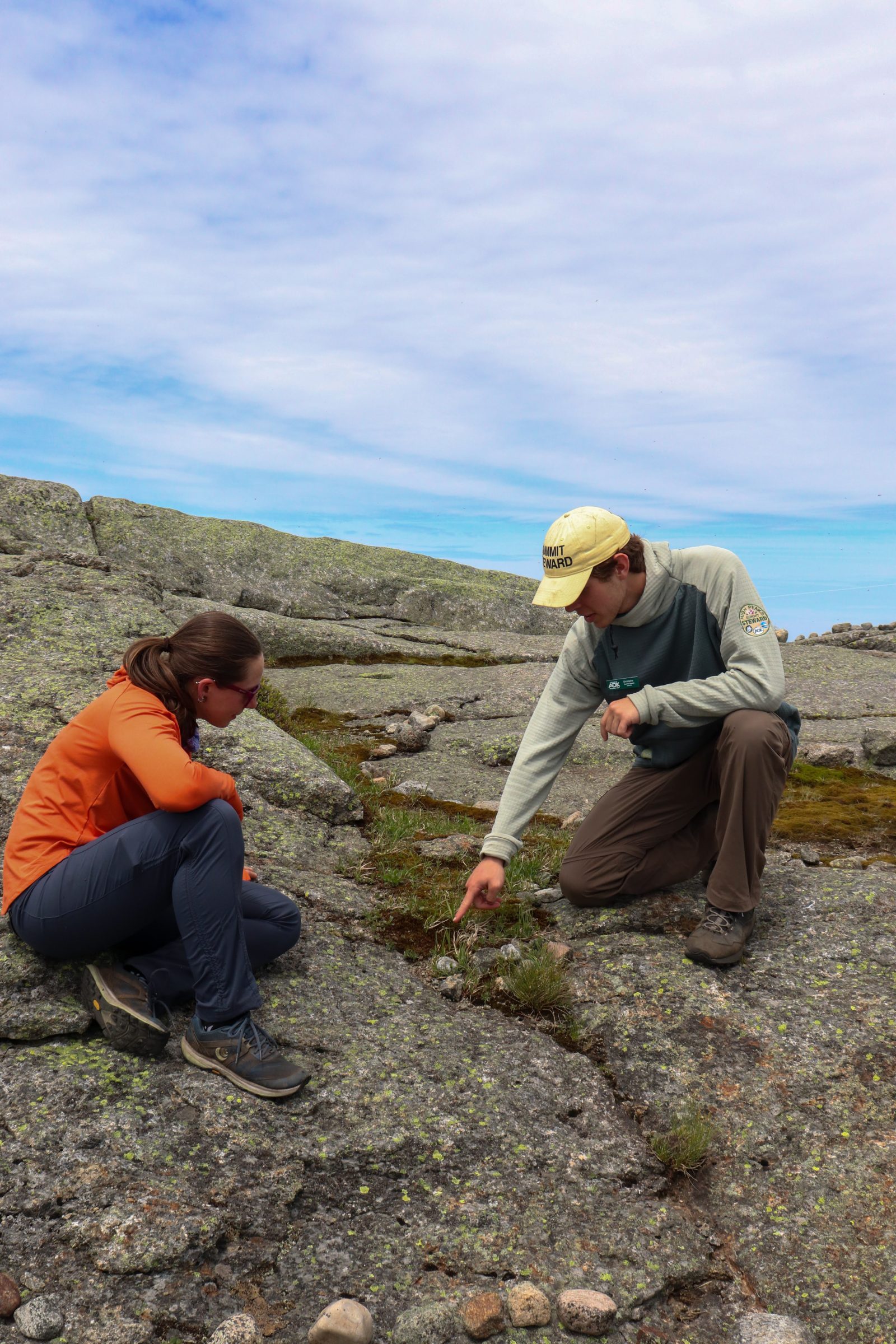 Adirondack mountain club studying thuja plants