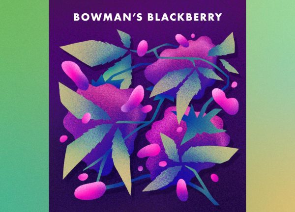 Nine Pin 2026 26er Cider 1 Bowman's Blackberry